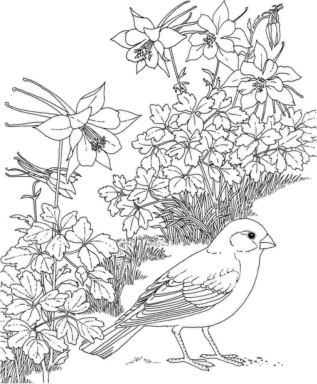 Раскраска  Овсянка.  Птица овсянка, цветы, цветущие растения. картинки для разукрашивания,  для детей с птицами. Скачать птицы.  Распечатать антистресс