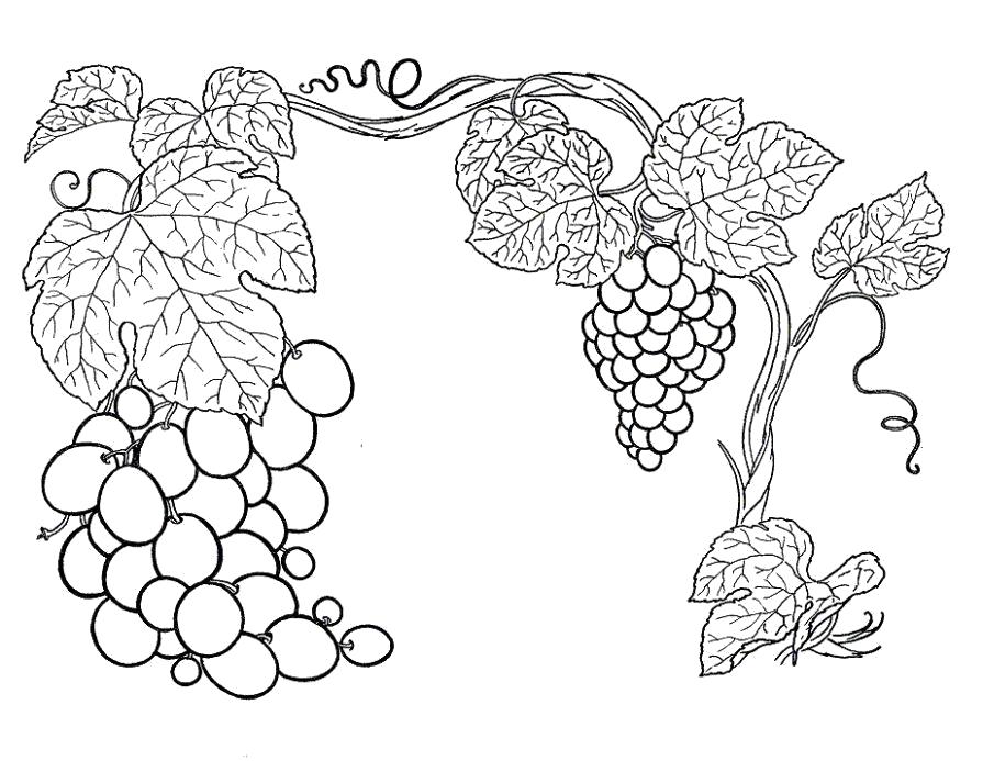 Раскраска Раскраска виноградная лоза. ягоды