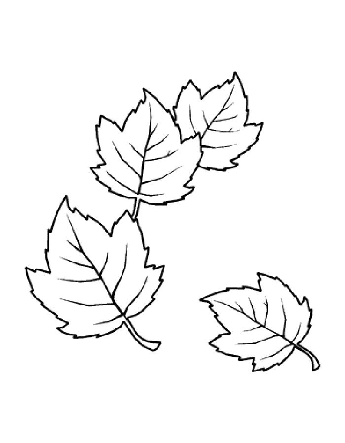 Раскраска  осенние листья. Скачать листья.  Распечатать растения