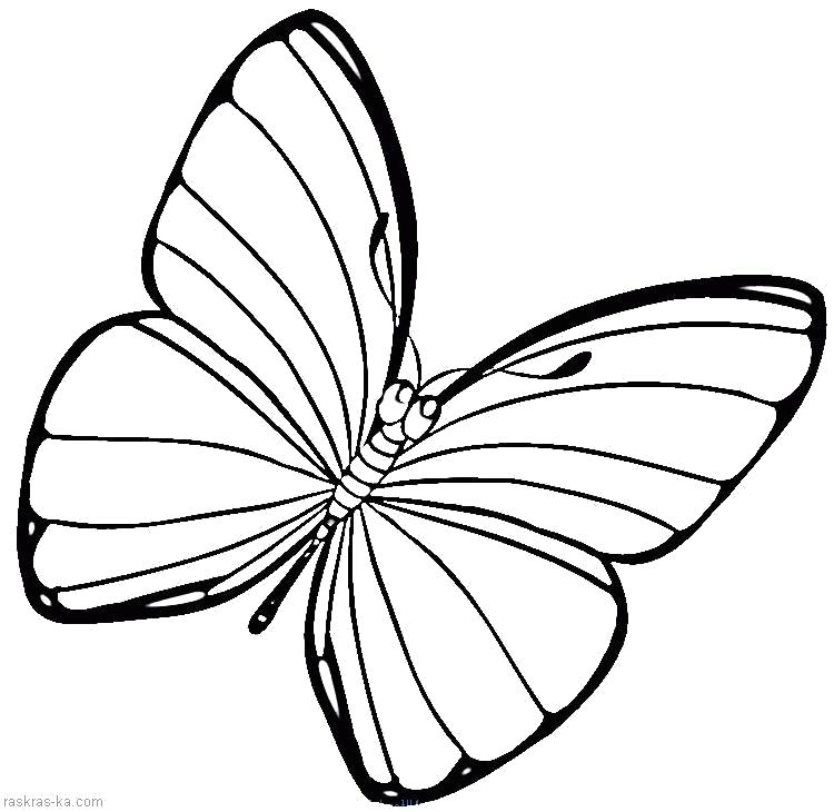 Раскраска Разукраска бабочка. Бабочки