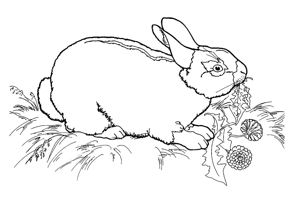 Название: Раскраска Раскраска кролика распечатать. Категория: Домашние животные. Теги: Кролик.