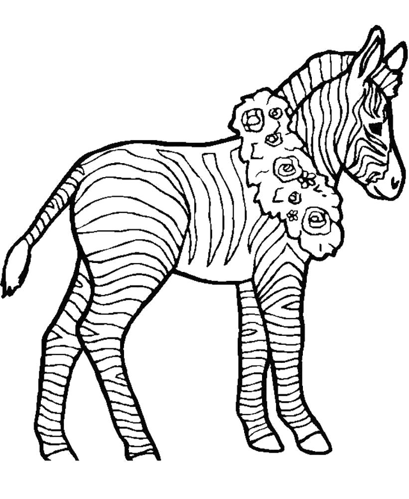 Раскраска Раскраска зебра с венком на шее. Дикие животные