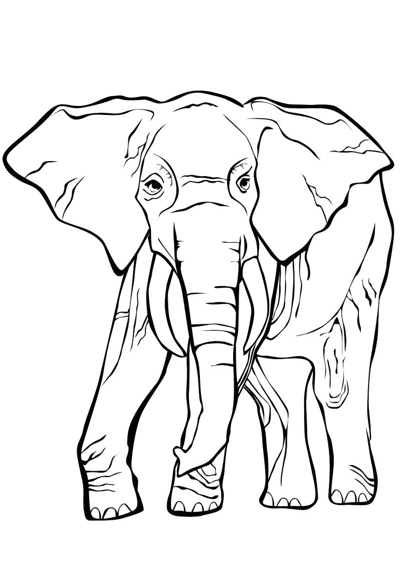 Раскраска Слон с длинным хоботом. Дикие животные