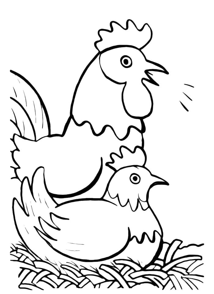 Название: Раскраска Петух и курочка в курятнике. Категория: Домашние животные. Теги: Курица, Петух.