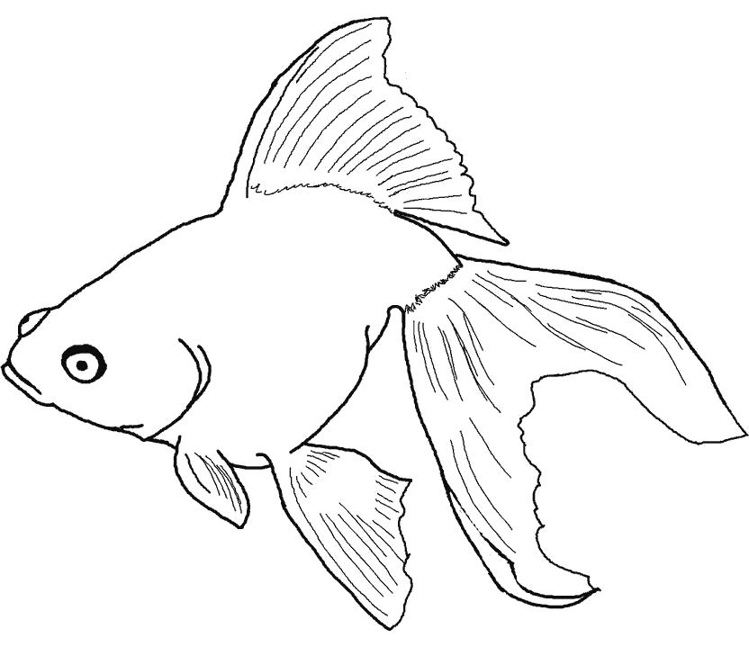 Раскраска Золотая рыбка плавает в воде. Скачать золотая рыбка.  Распечатать золотая рыбка