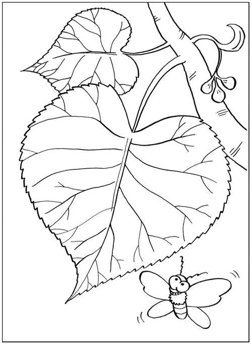 Раскраска Раскраска Листья и бабочка. листья