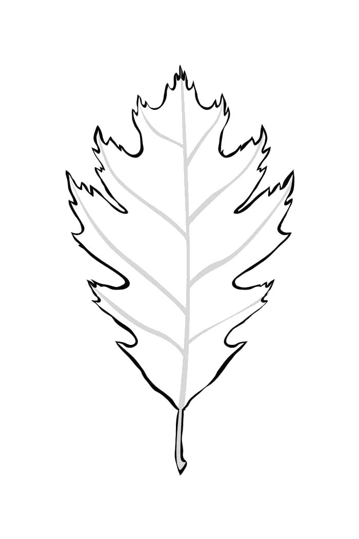 Название: Раскраска Лист дуба. Категория: растения. Теги: лист.