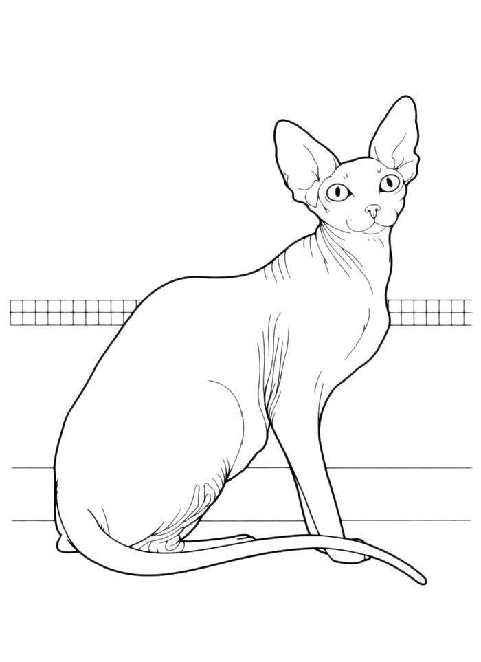 Название: Раскраска Раскраска Ушастая кошка. Категория: кошка. Теги: кошка.