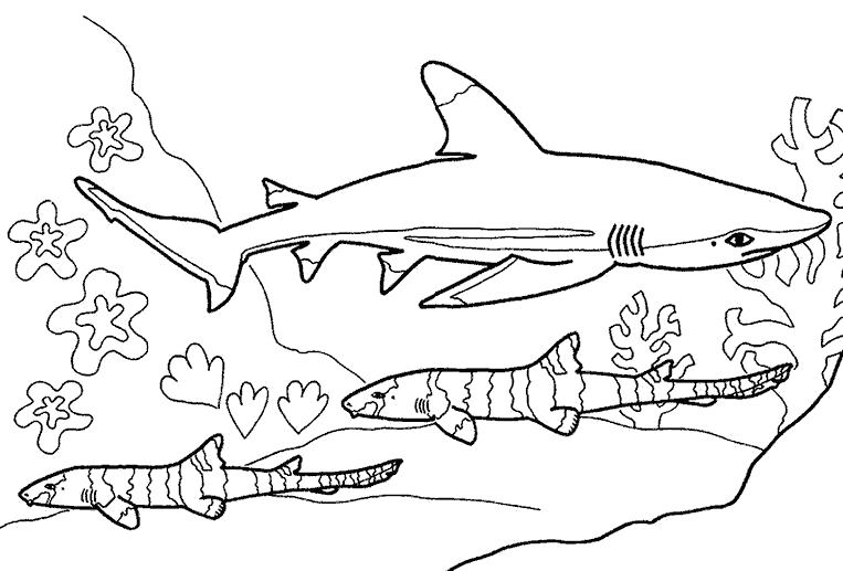 Раскраска sбелая акула плавает в стае. Скачать Акула.  Распечатать Акула