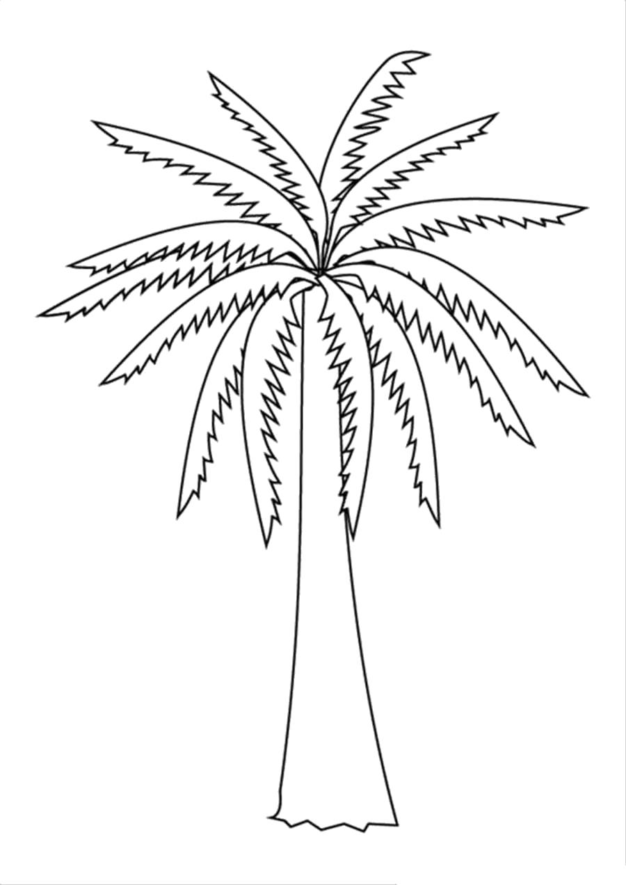 Раскраска Раскраски Деревья без листьев пальма. растения