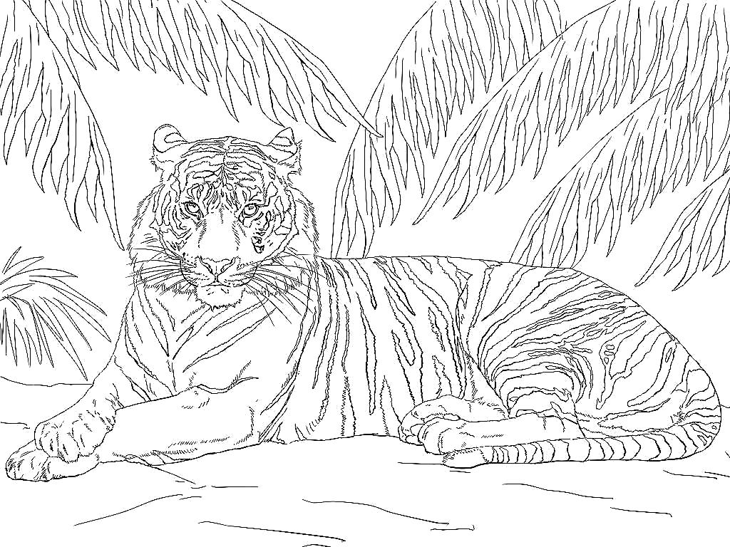 Раскраска Тигрица. Дикие животные