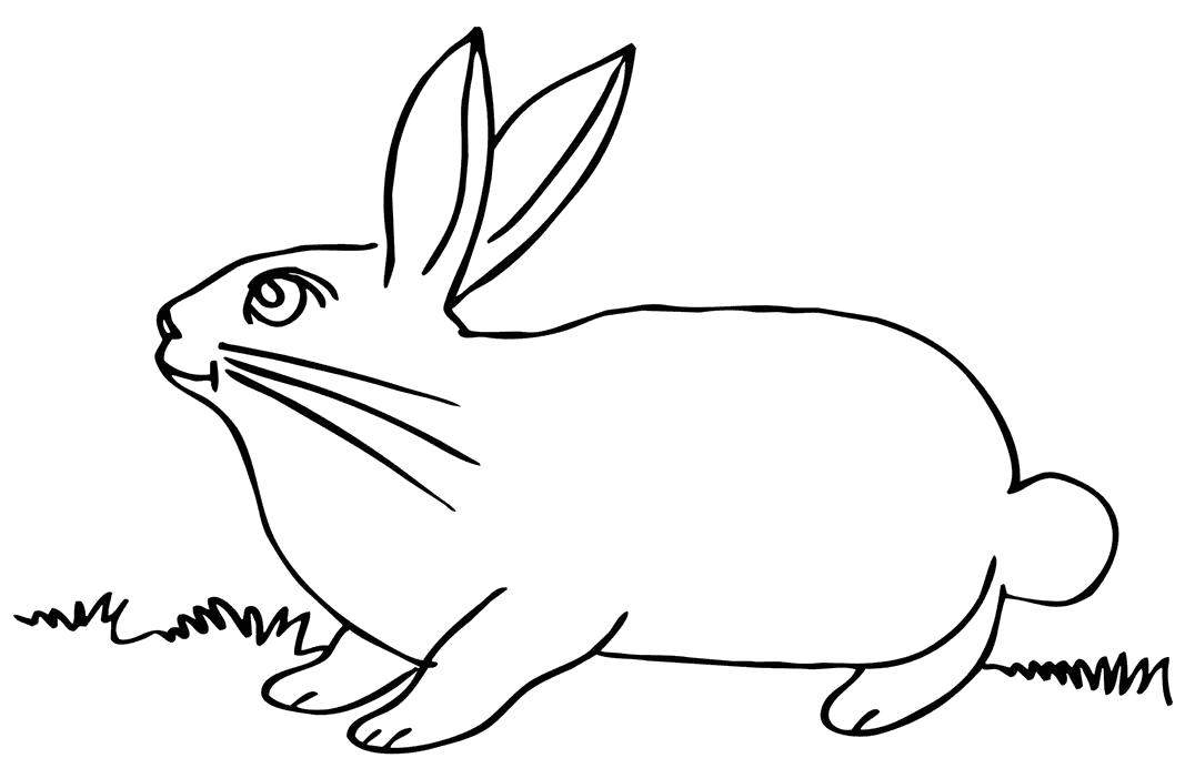 Раскраска большой заяц. Домашние животные
