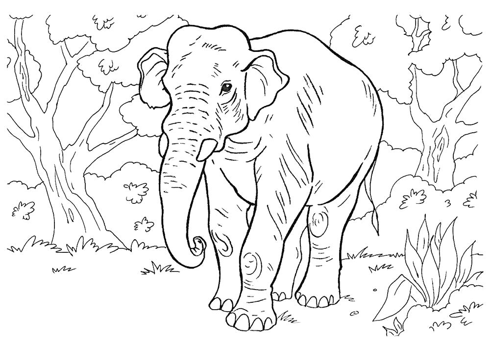 Раскраска Слон картинка раскраска. Дикие животные