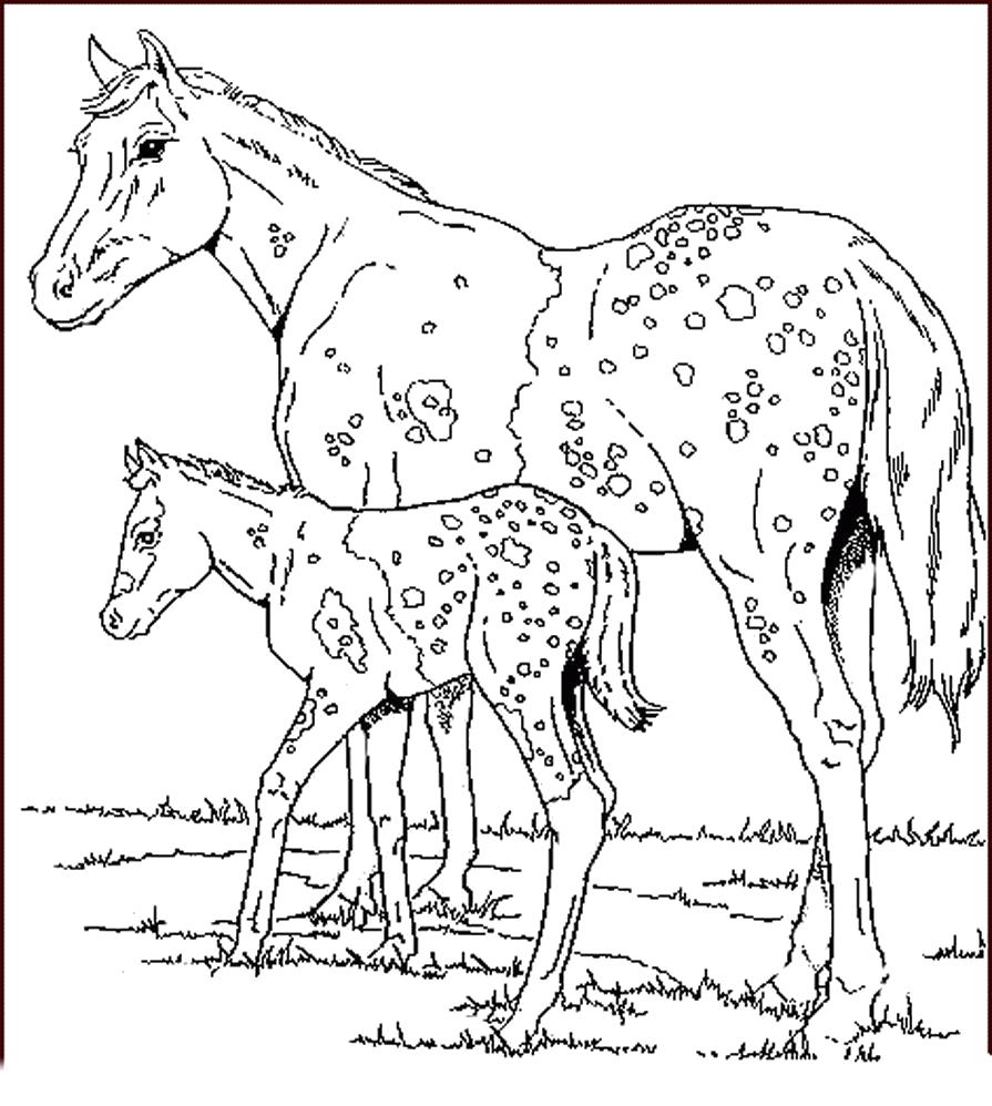 Раскраска Пятнистые лошадки. Домашние животные