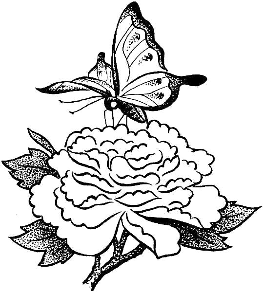 Раскраска Раскраски "бабочка на цветке" скачать и распечатать бесплатно. 