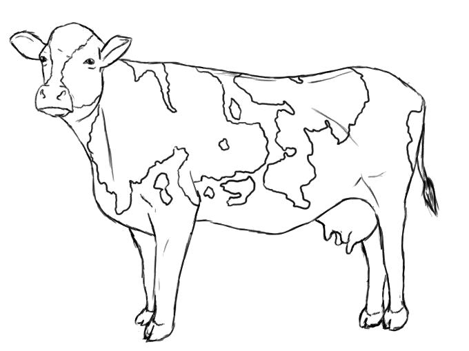Название: Раскраска Огромная корова. Категория: Домашние животные. Теги: Корова.