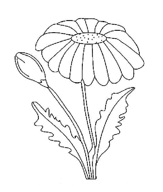 Раскраска шаблон цветочка роипашки. растения