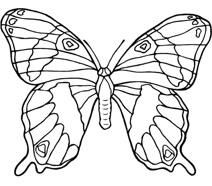 Раскраска Насекомые Раскраски бабочки скачать бесплатно Раскраски распечатать. Насекомые