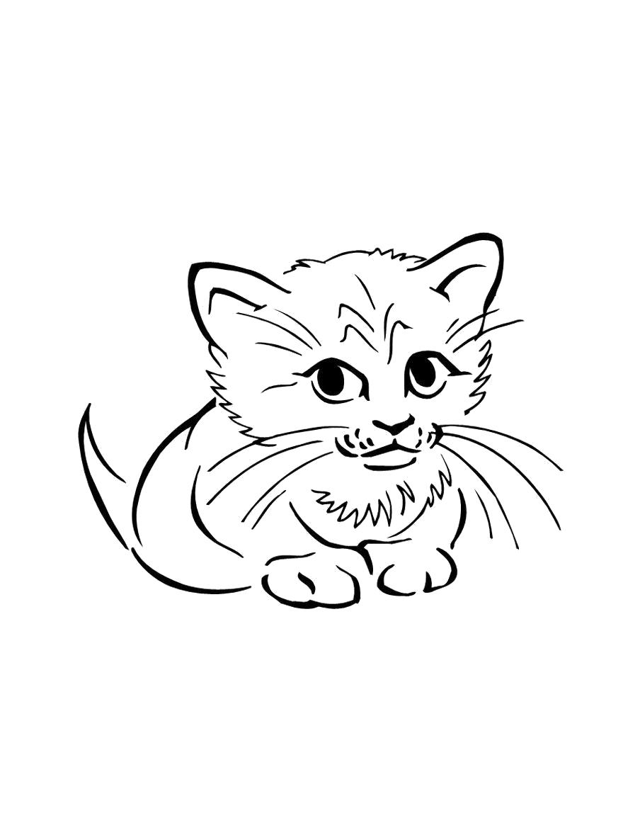 Раскраска Раскраска кошки. Домашние животные