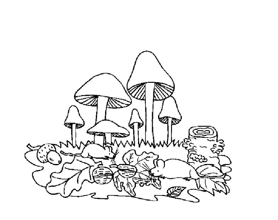 Раскраска Разукрашка грибы для детей. растения