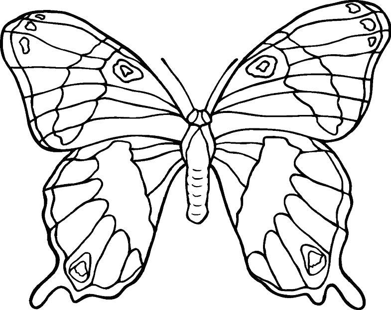 Название: Раскраска Милая бабочка. Категория: . Теги: .