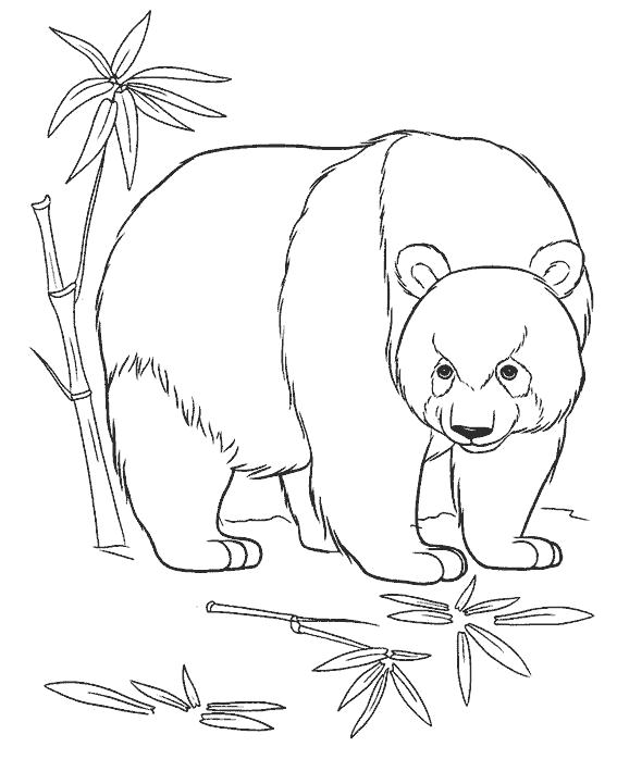 Название: Раскраска панда и тросник. Категория: Дикие животные. Теги: Панда.
