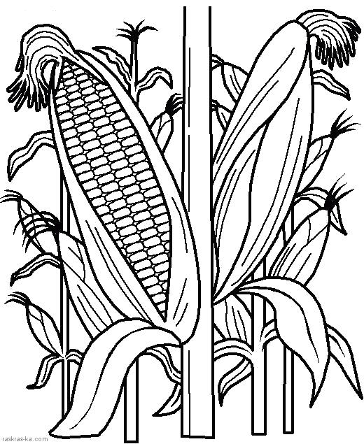 Раскраска  кукуруза. Овощи. Скачать кукуруза.  Распечатать овощи