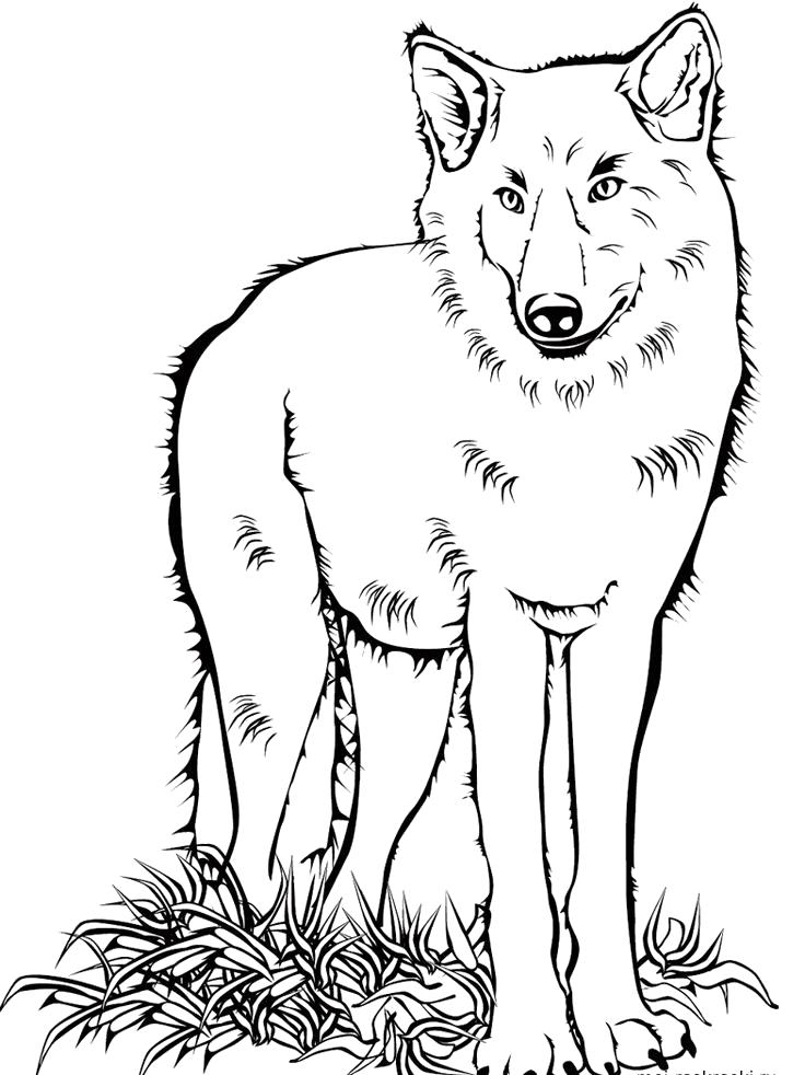Раскраска Раскраска волк. Дикие животные