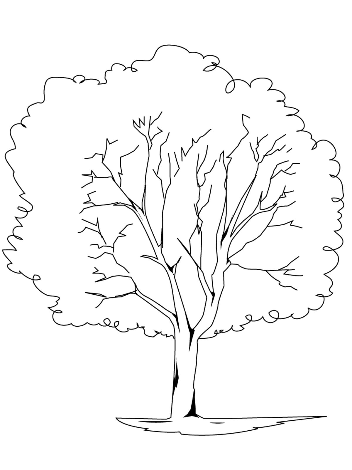 Название: Раскраска Раскраски деревья и кустарники. . Категория: растения. Теги: дерево.