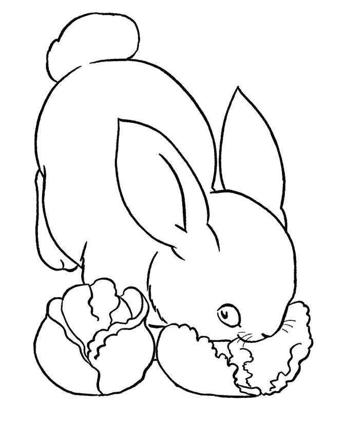 Название: Раскраска Кролик ест капусту. Категория: Домашние животные. Теги: Кролик.