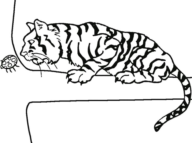 Название: Раскраска Тигр и божья коровка. Раскраска. Категория: Дикие животные. Теги: .