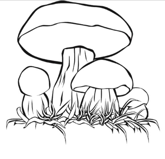 Раскраска грибы. гриб