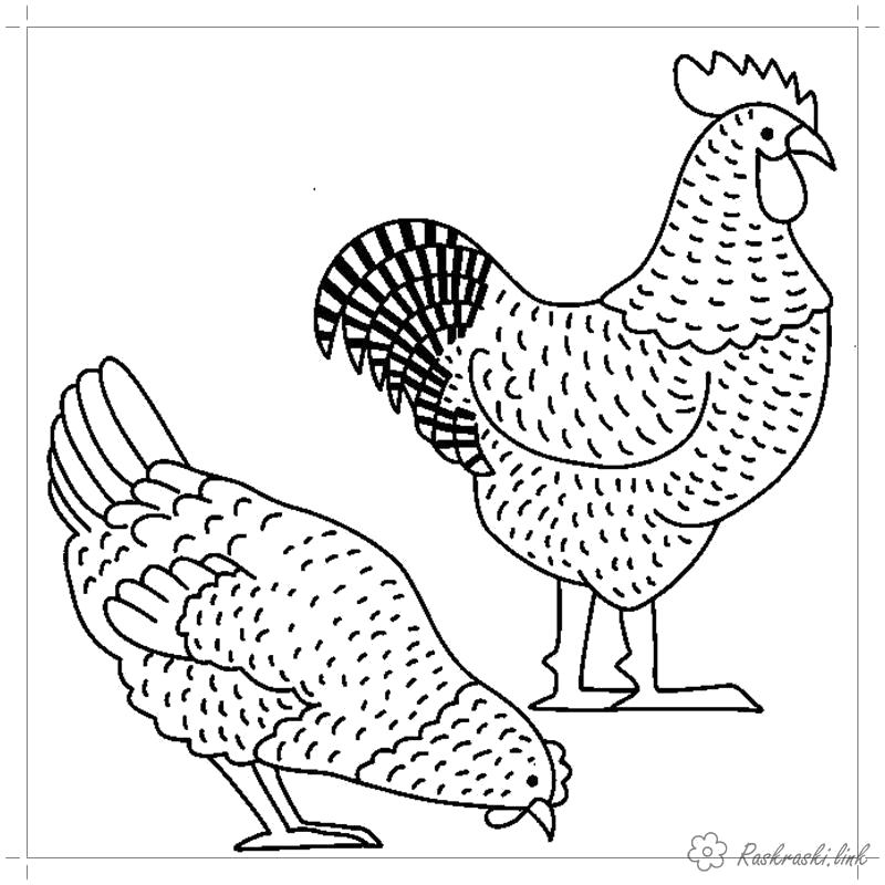 Название: Раскраска Курочка и петух. Категория: Домашние животные. Теги: Курица, Петух.