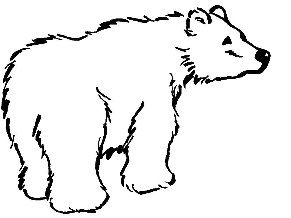 Название: Раскраска мохнатый медведь. Категория: Дикие животные. Теги: медведь.