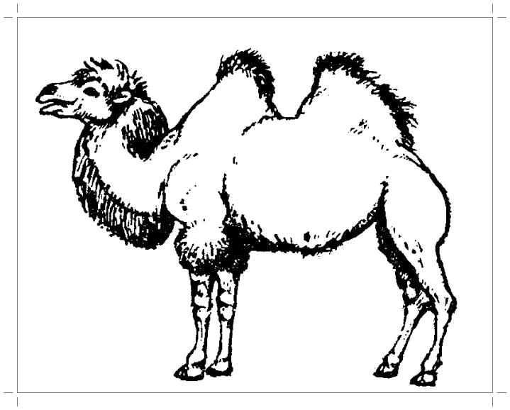 Раскраска Двугорбый верблюд раскраска. Дикие животные