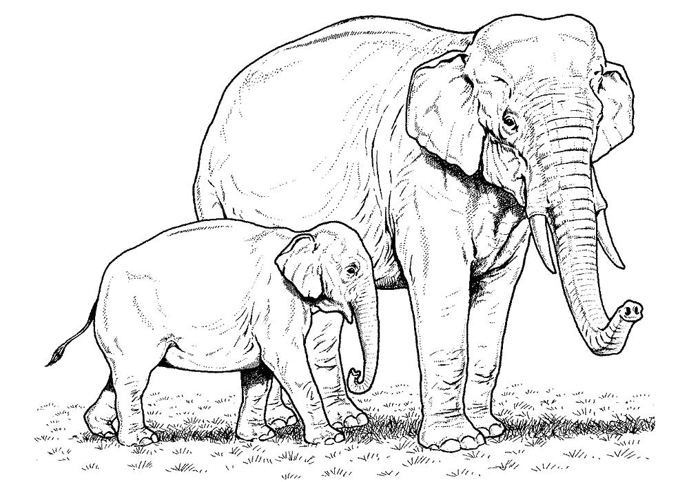 Раскраска Слон со слонихой. Дикие животные
