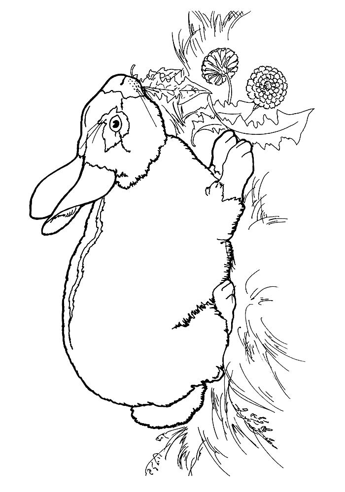 Раскраска заяц ест траву. Кролик