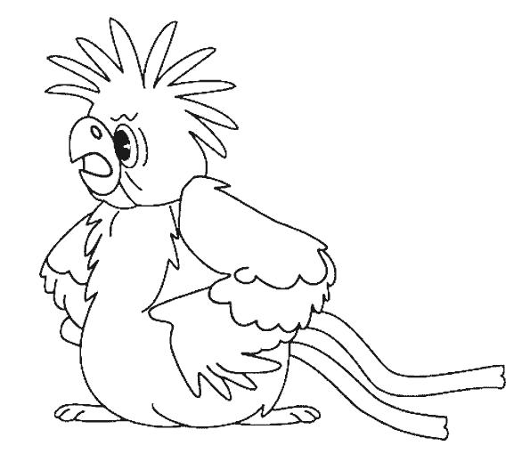 Раскраска Сердитый попугайчик. попугай