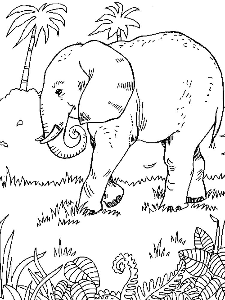Раскраска Африканский  слон. Скачать .  Распечатать 