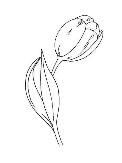 Название: Раскраска Раскраска Наклонный тюльпан. Категория: Цветы. Теги: Цветы.