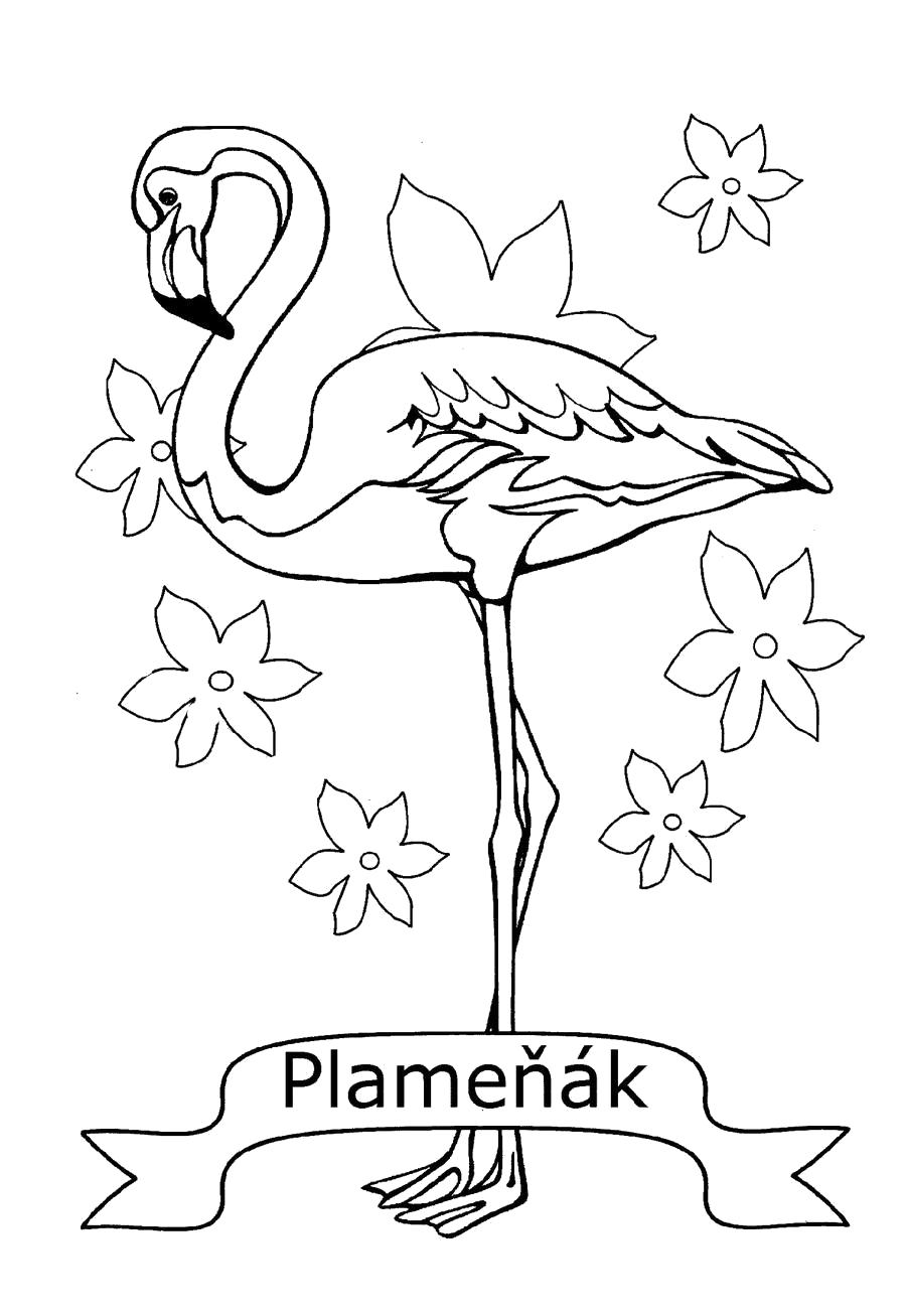Название: Раскраска раскраска пеликан. Категория: Пеликан. Теги: Пеликан.