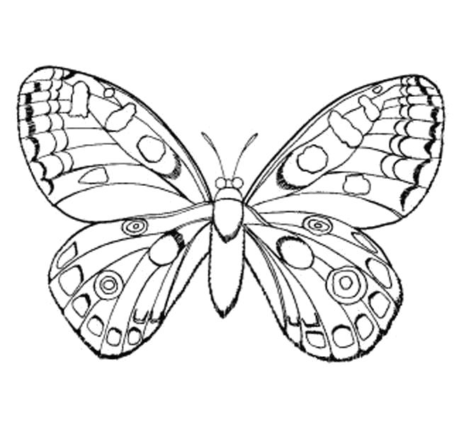 Раскраска Раскраски "бабочка" . бабочка