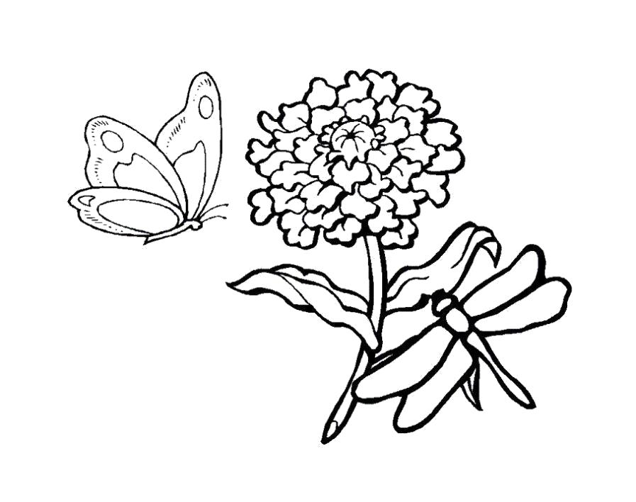 Раскраска бабочка и стрекоза. Бабочки