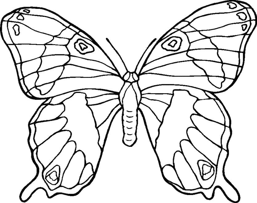 Раскраска бабочка раскраска для детей. бабочка