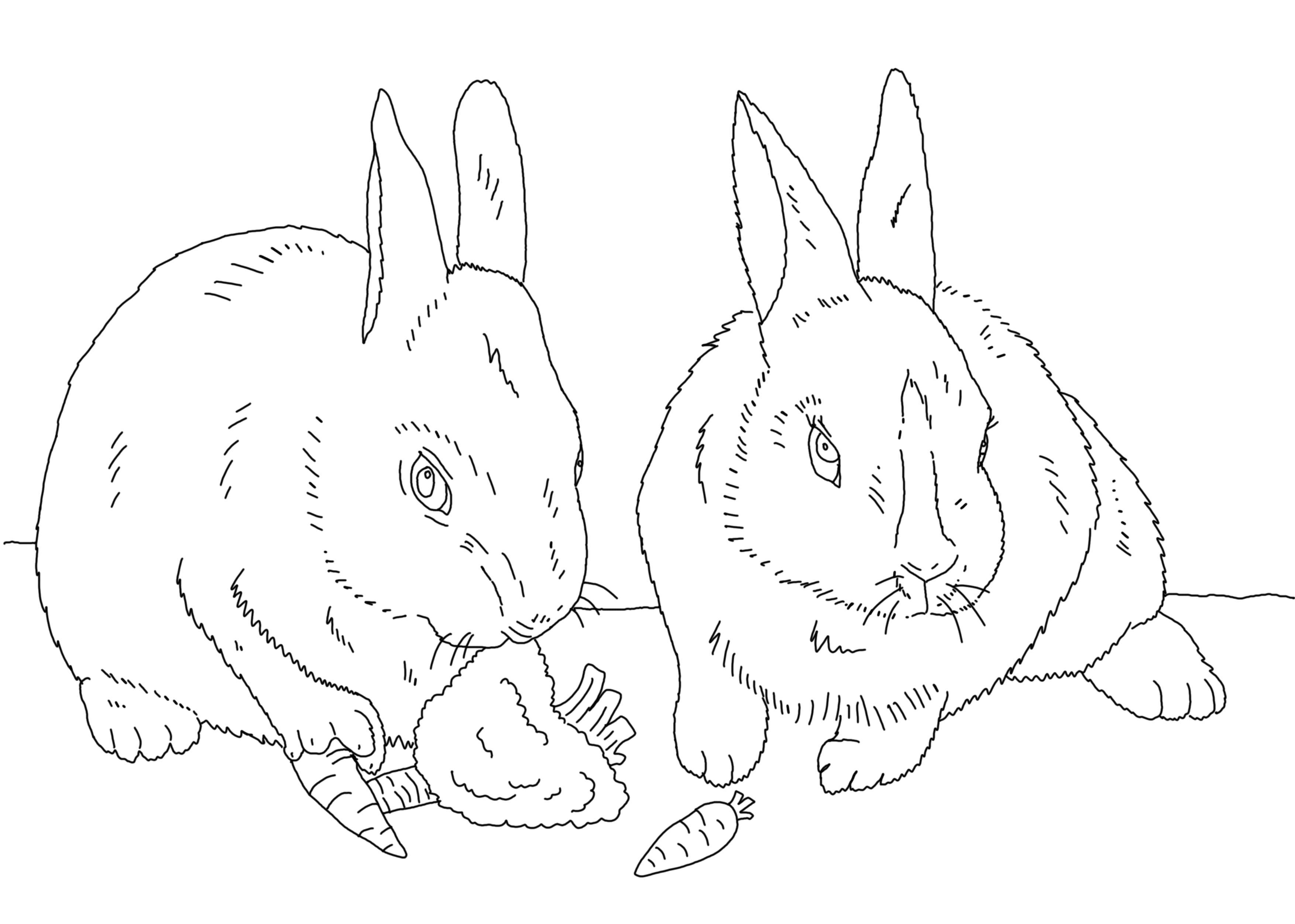 Раскраска Зайки с морковкой. животные