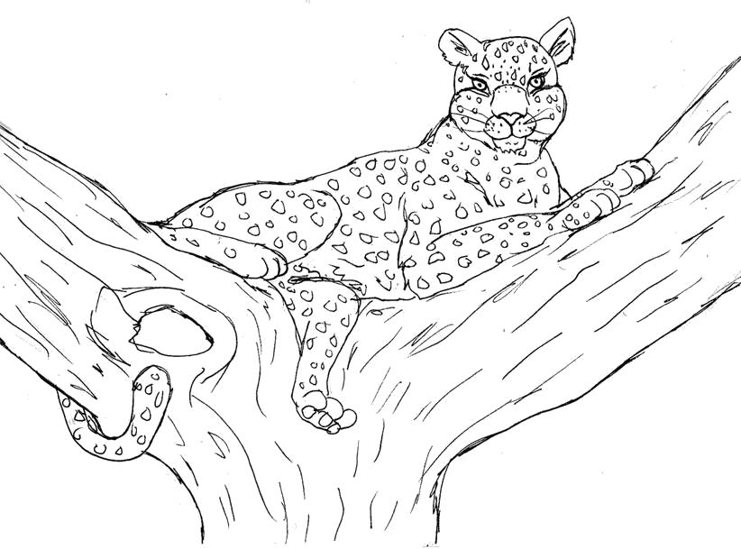 Раскраска Важный леопард. леопард