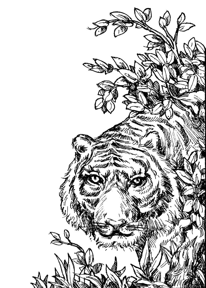 Раскраска Распечатать тигра. Дикие животные