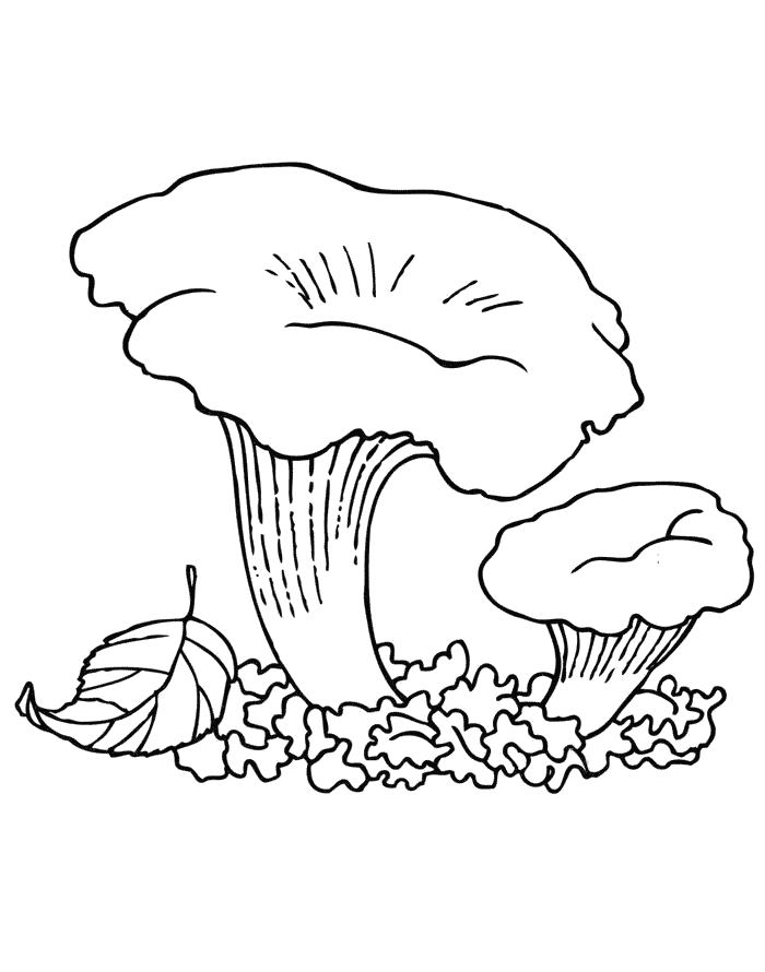 Название: Раскраска Гриб лисичка Раскраски Раскраски грибы. Категория: растения. Теги: гриб.