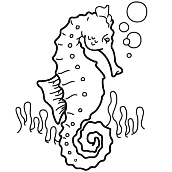 Раскраска Раскраски "морской конек". Морские животные