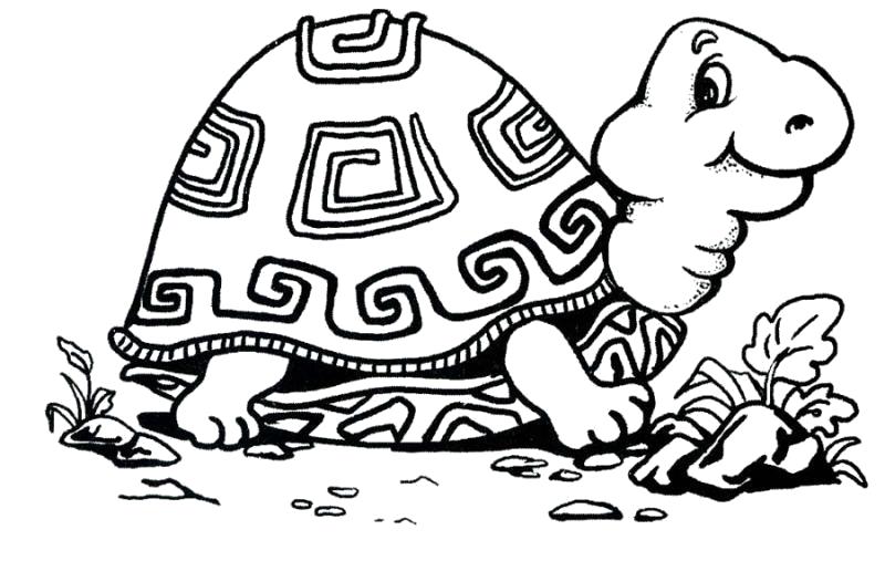 Название: Раскраска раскраска черепаха с красивым панцирем. Категория: Дикие животные. Теги: Черепаха.